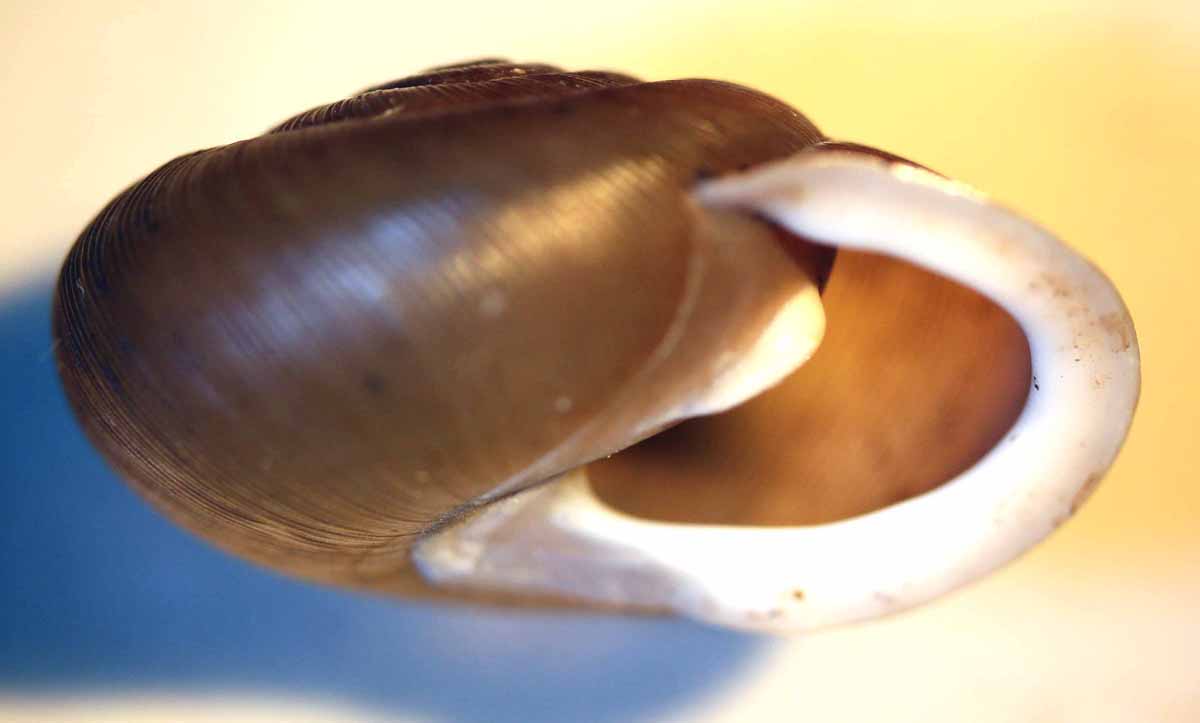 N. dentifera shell side